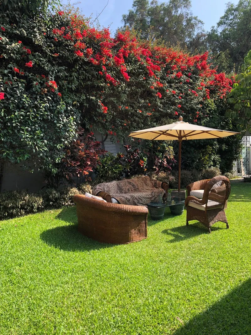 Jardín con buganvilias y sombrilla