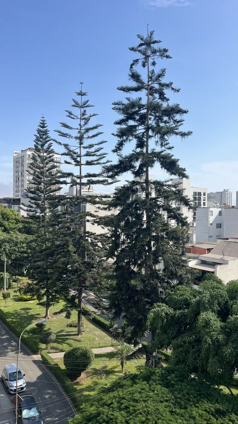 El parque frente al edificio