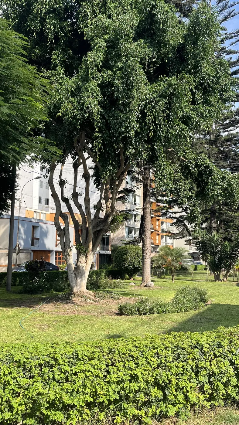 Los árboles del parque frente al edificio